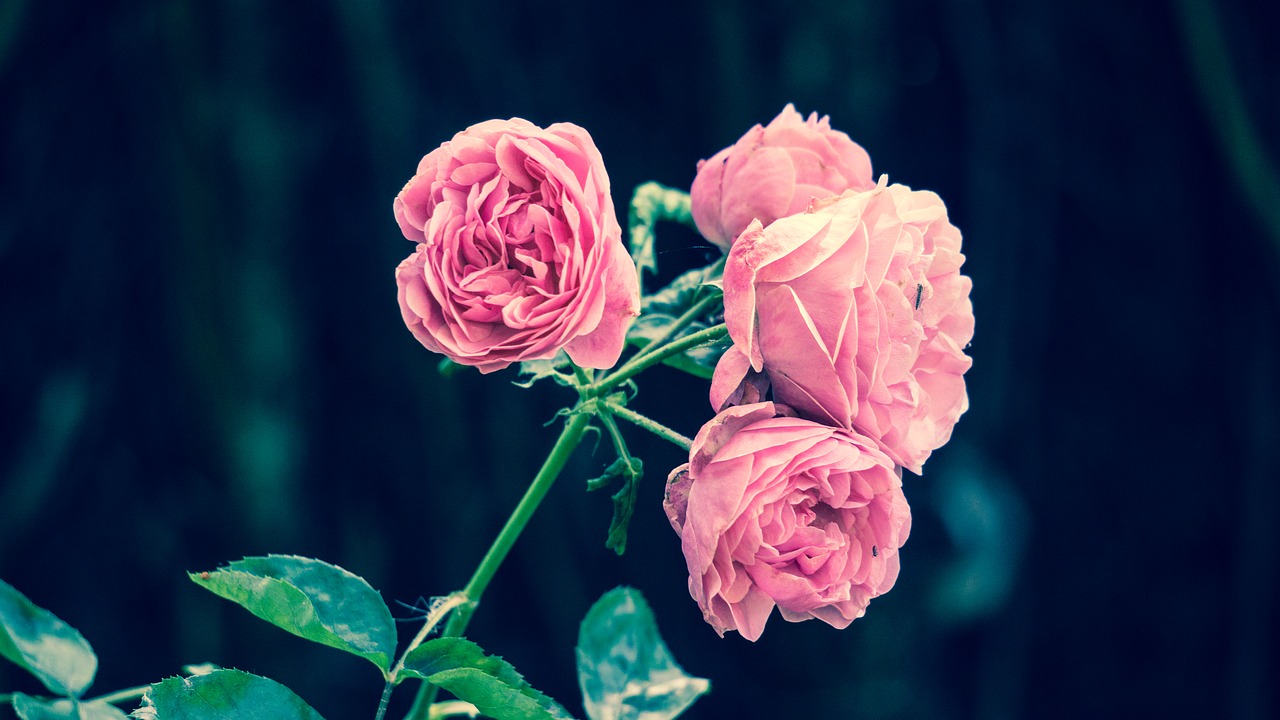 Czym są wieczne róże?