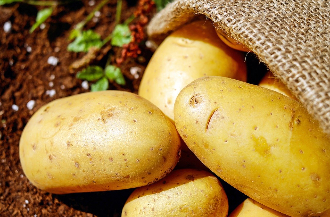 Kopaczka do ziemniaków – jak wybrać?