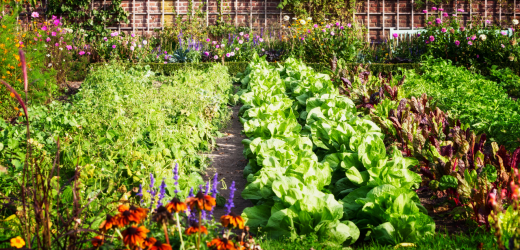 Jak zaprojektować ogród warzywny?