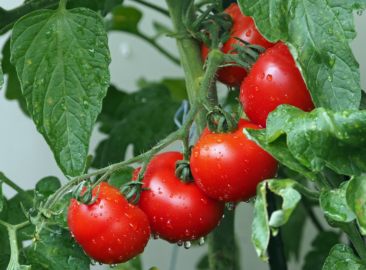Jak sadzić pomidory w szklarni?